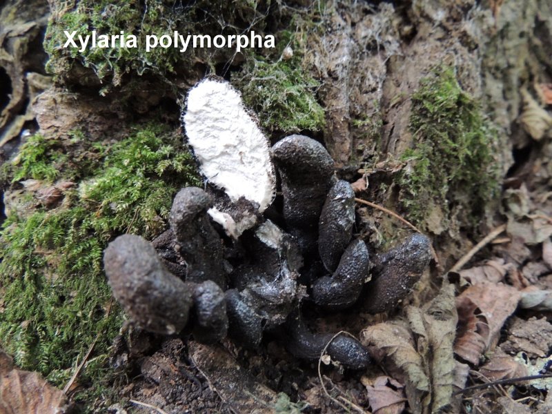 Xylaria polymorpha-amf1940.jpg - Xylaria polymorpha ; Syn1: Sphaeria polymorpha ; Syn2: Xylosphaera polymorpha ; Non français: Xylaire polymorphe